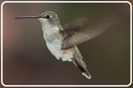 Lessons from the Hummingbird | pragmatic leadership